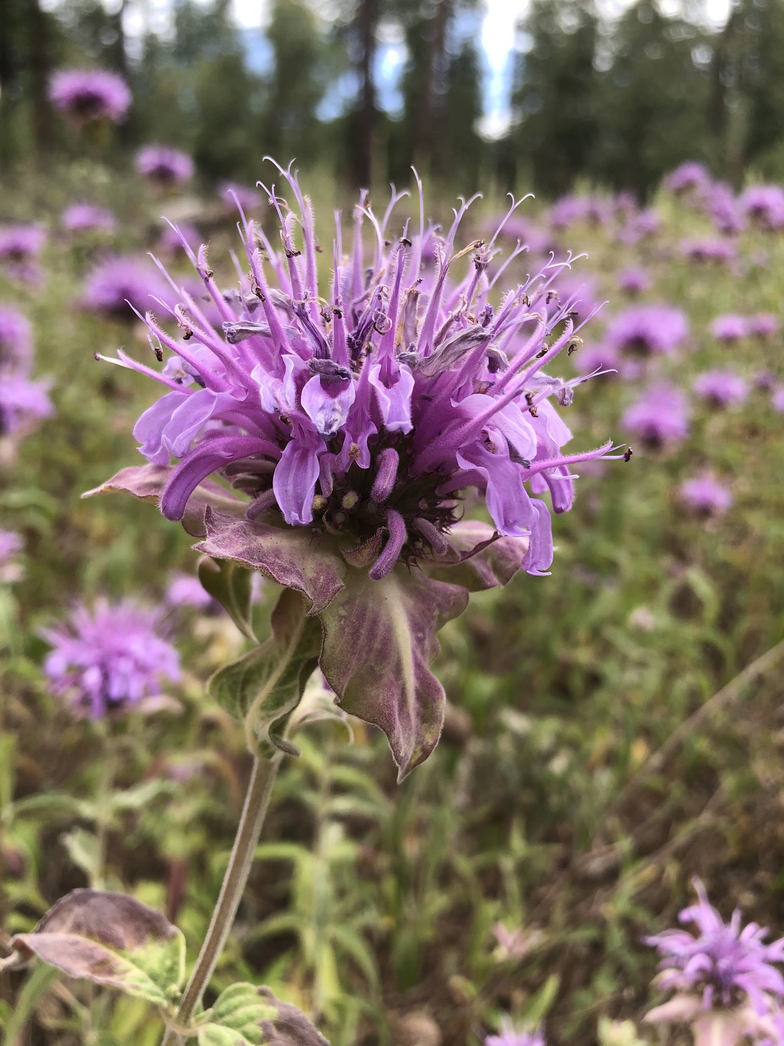 Monarda fistulosa